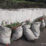 Тюльпаны исчезли с клумб Кировска 😳