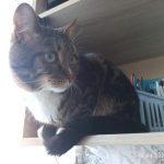 Пропажа котика на Старостина 6
