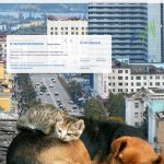 25 миллионов на помощь бездомным животным в Мурманске