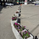 Мурманск украсит 150 тысяч цветов