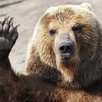 Медведь вновь замечен в Корзуново
