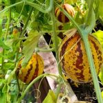 «Подарок дедушки Хо Ши Мина» из школьной теплицы Коашвы